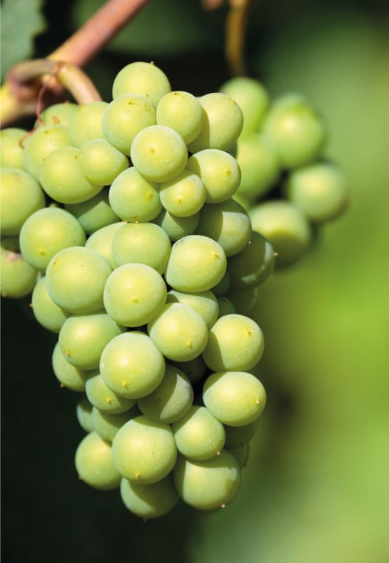 LA MATURAZIONE DELL’UVA E IL CONTENUTO DI METOSSIPIRAZINE LA MATURAZIONE DELL’UVA E IL CONTENUTO DI METOSSIPIRAZINE