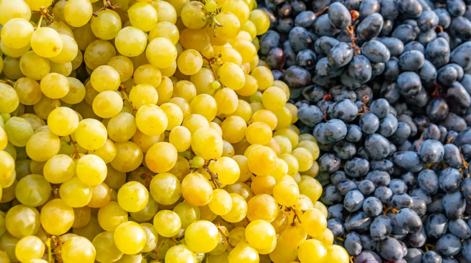 Découvrez les nouveautés pour les vendanges 2026