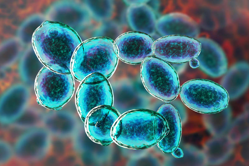 Beer brewing biotechnology AEB US