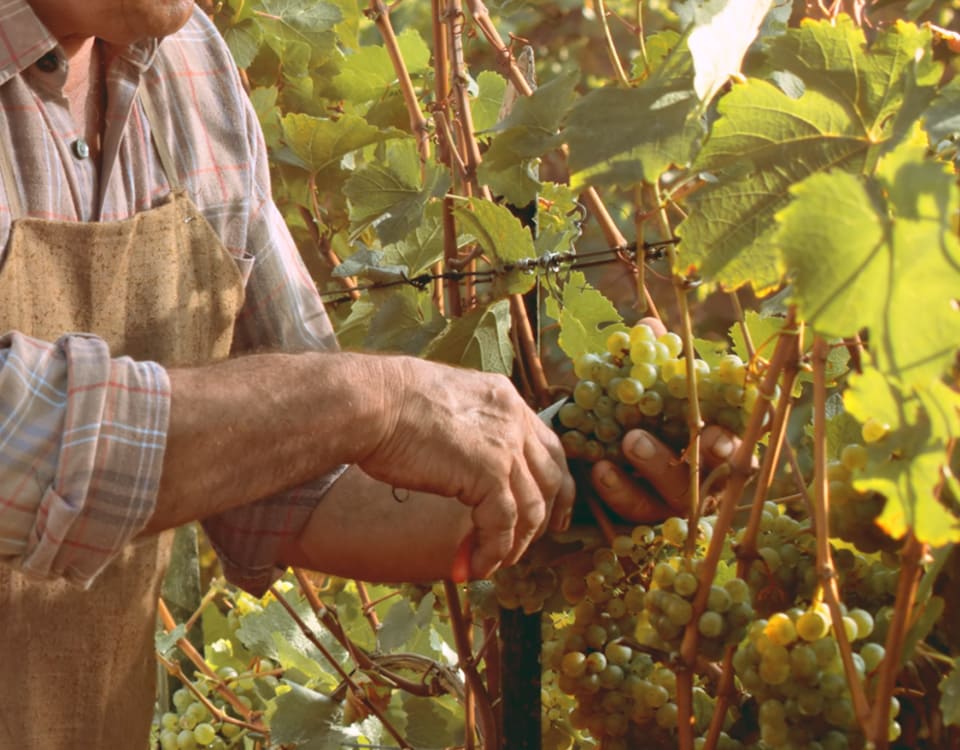 Vendimia manual, elaboración de vino ecológico, agricultura sostenible con productos certificados ecológicos del Grupo AEB Vendimia manual en el viñedo, producción de vino ecológico