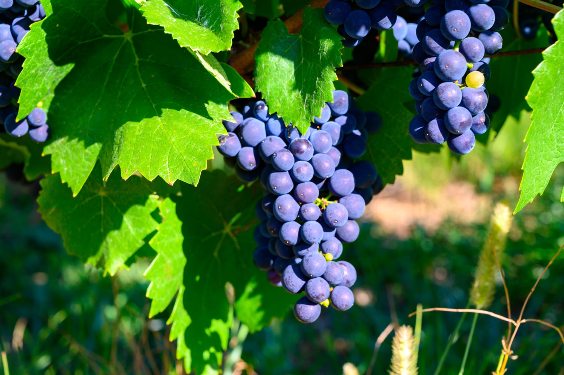 „Titelbild einer für die Weinlese bereite Blauburgundertraube“