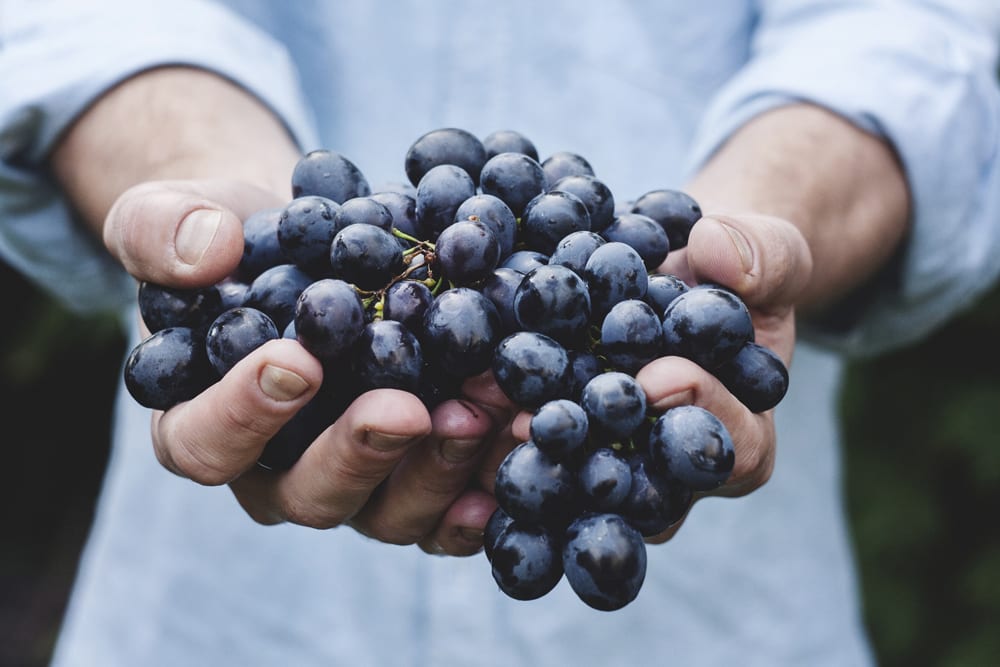 Vindima manual uva vinhedo, produção de vinho biológico, agricultura sustentável com produtos certificados BIO do Grupo AEB Vindima manual uva vinhedo, produção vinho biológico
