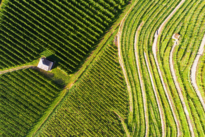 A produção vinho biológico e a sustentabilidade da produção vitivinícola, enologia sustentável de uma adega biológica, produtos certificados bio Produção vinho biológico, sustentabilidade produção vitivinícola, enologia sustentável, produtos certificados bio