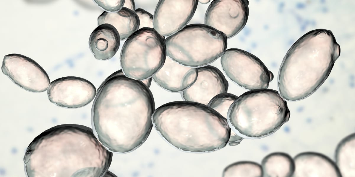 Saccharomyces and non-Saccharomyces yeasts | AEB Group