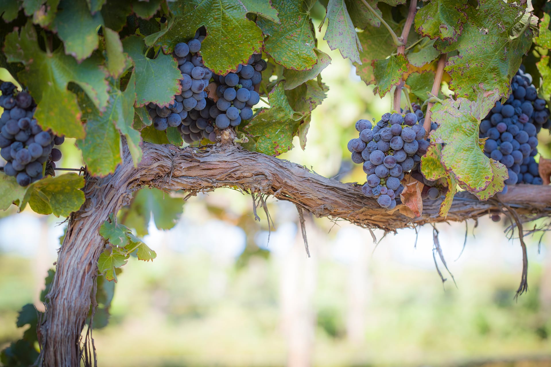 Harvest 2025: early-ripening varieties and methoxypyrazines