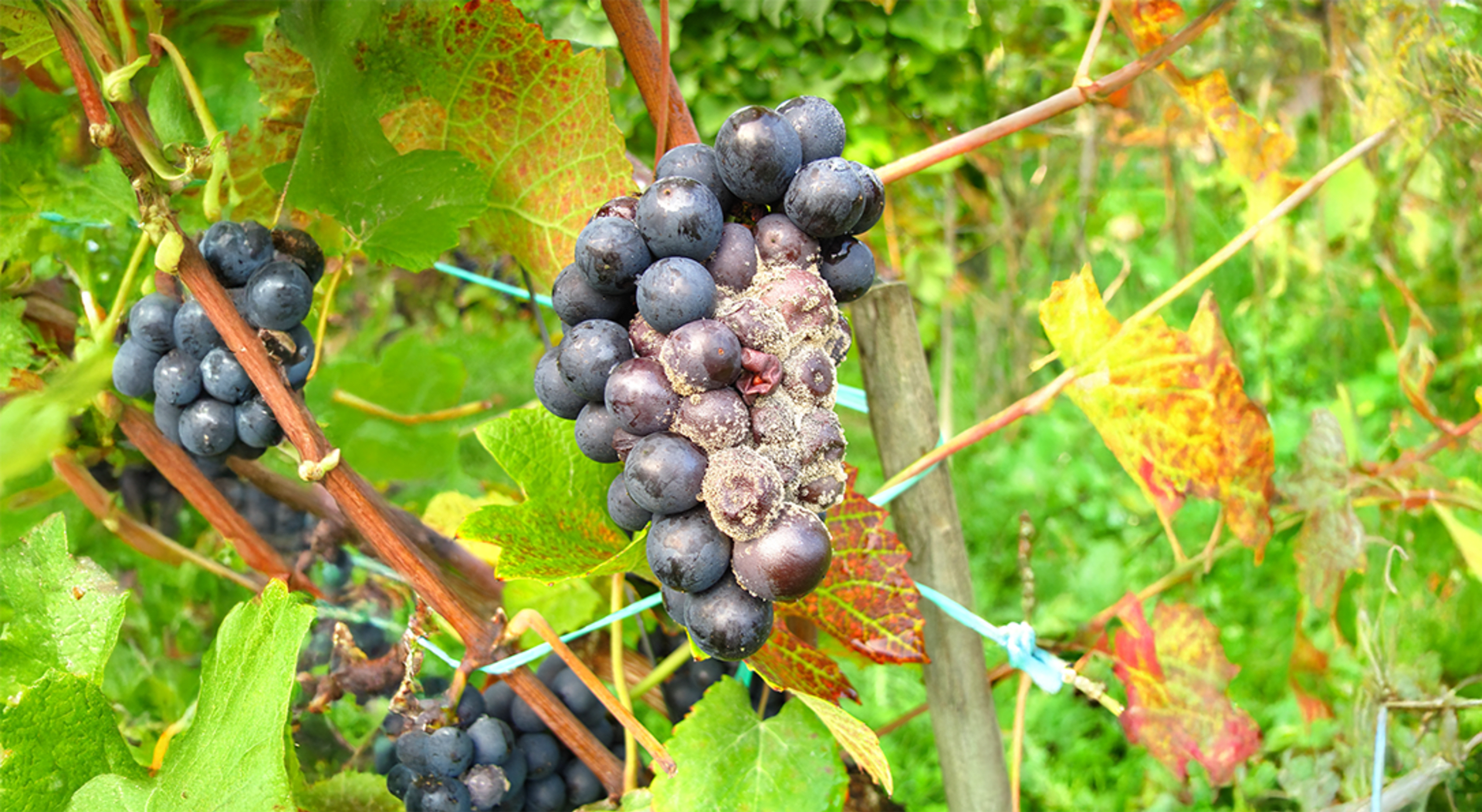 Products and best practices: botrytis and grape deterioration
