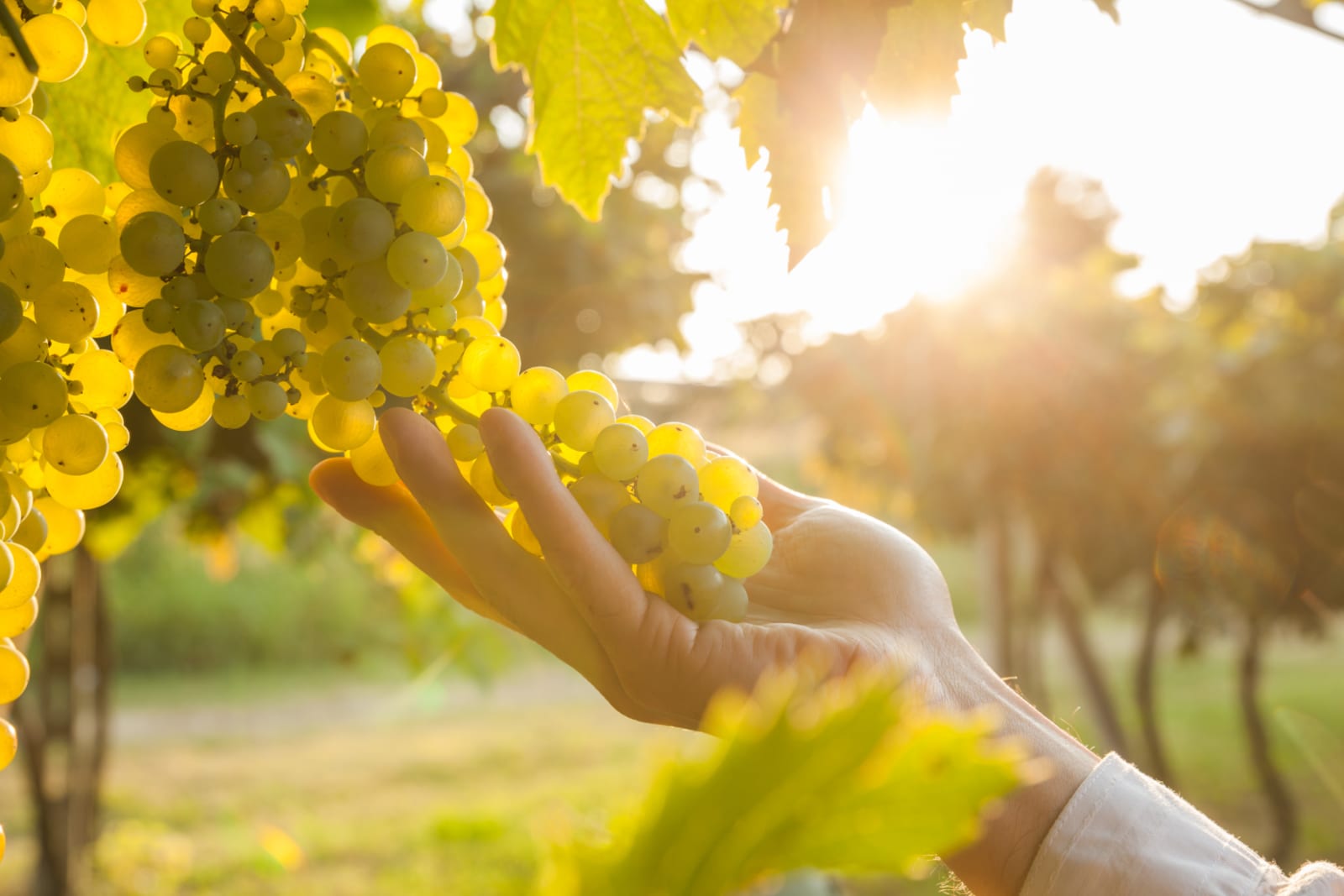 Vendimia 2026: perfil vinos blancos